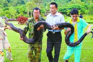 新闻爆料巨蟒,神秘生物引发广泛关注 第3张 新闻爆料巨蟒,神秘生物引发广泛关注 第3张